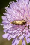 Nemophora metallica