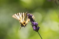 Iphiclides podalirius