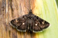 Heliothela wulfeniana