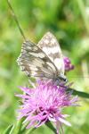 Melanargia galathea