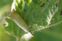 Chrysoteuchia culmella