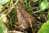 Synaphe punctalis