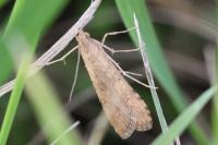 Nomophila noctuella