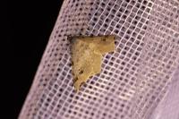 Macaria notata