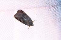 Noctua janthe