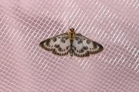 Anania hortulata