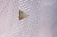 Rivula sericealis