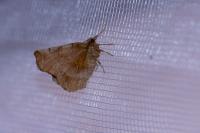 Selenia dentaria