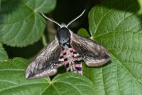 Sphinx ligustri