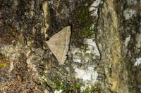 Polypogon plumigeralis