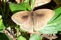 Maniola jurtina