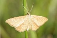 Idaea ochrata