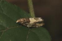 Gypsonoma sociana
