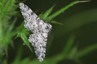 Biston betularia