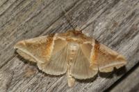 Habrosyne pyritoides