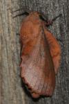 Gastropacha quercifolia
