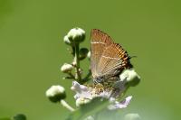 Satyrium w-album