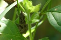 Nomophila noctuella