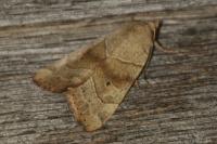 Cosmia trapezina