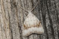 Meganola albula
