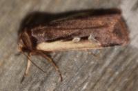 Ochropleura plecta