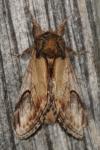 Notodonta ziczac
