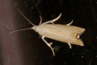 Chrysoteuchia culmella