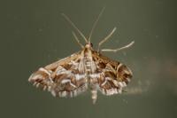 Diasemia reticularis
