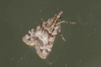Eudonia mercurella