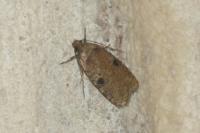 Agonopterix propinquella