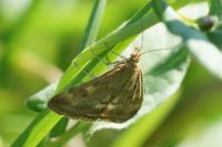 Pyrausta despicata