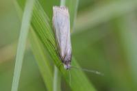 Chrysoteuchia culmella