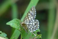 Chiasmia clathrata