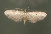 Eupithecia tenuiata