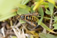 Bembecia ichneumoniformis