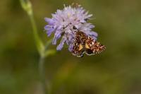 Anarta myrtilli