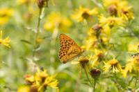 Argynnis paphia