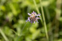 Zygaena transalpina