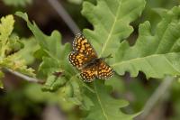Melitaea athalia
