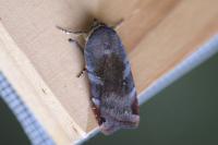 Noctua janthe/janthina