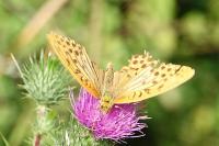Argynnis paphia
