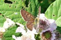 Lycaena tityrus