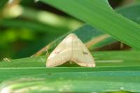 Rivula sericealis