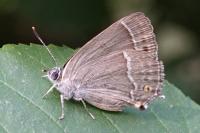 Quercusia quercus