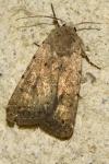 Caradrina morpheus