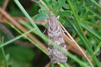 Nomophila noctuella