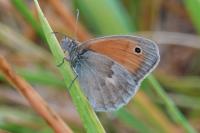 Coenonympha pamphilus