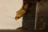 Agapeta zoegana