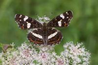 Araschnia levana