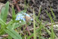 Pyrausta despicata